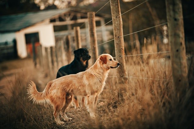 Tudo Sobre Animais De Estimação