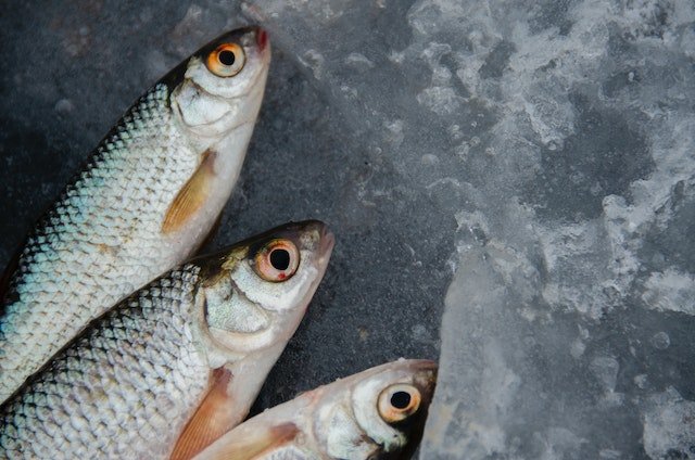 Mais respeito com o baiacu, o peixe mais venenoso do mundo